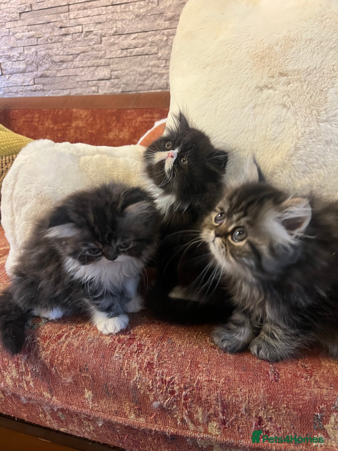 Persian cats for sale: Gorgeous Persian Kittens  - Advert 11