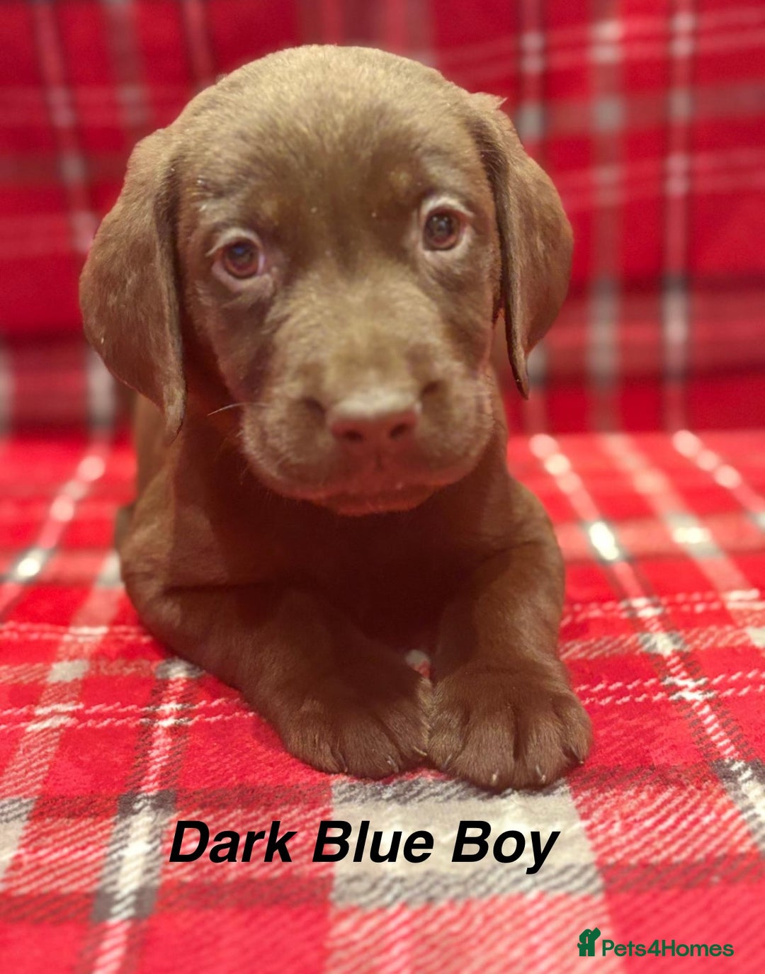 Labrador Retriever dogs for sale: Beautiful KC Chocolate Labrador Retriever puppies - Advert 14