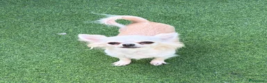Chihuahua 3