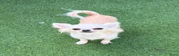 Chihuahua dogs for sale: Longcoat chihuahuas - Advert 2