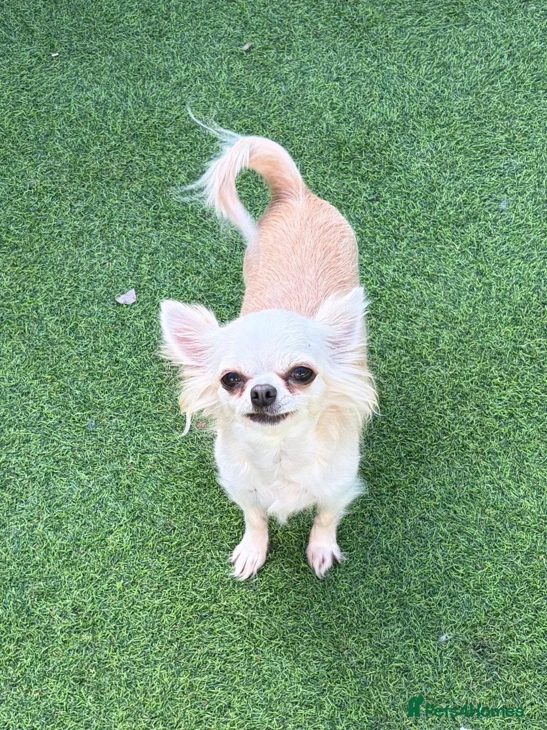 Chihuahua dogs for sale: Longcoat chihuahuas - Advert 2