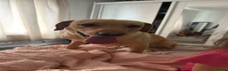 Labrador Retriever dogs for sale: Labrador  in Peterborough - Advert 9