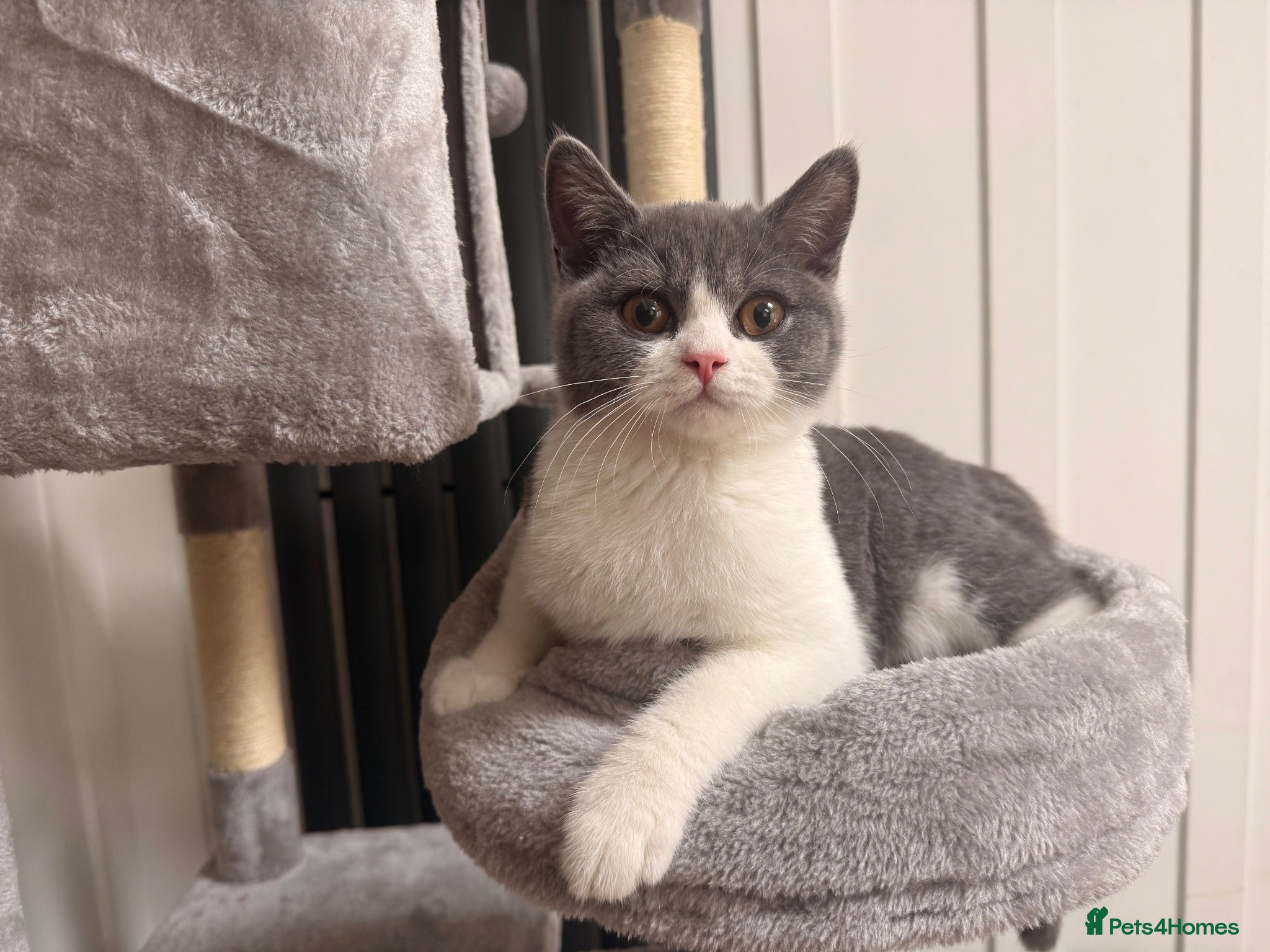 British Shorthair cats Beautiful Kovu Looking for His Forever Home - Advert 5