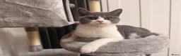 British Shorthair cats for sale: Beautiful Kovu Looking for His Forever Home - Advert 1