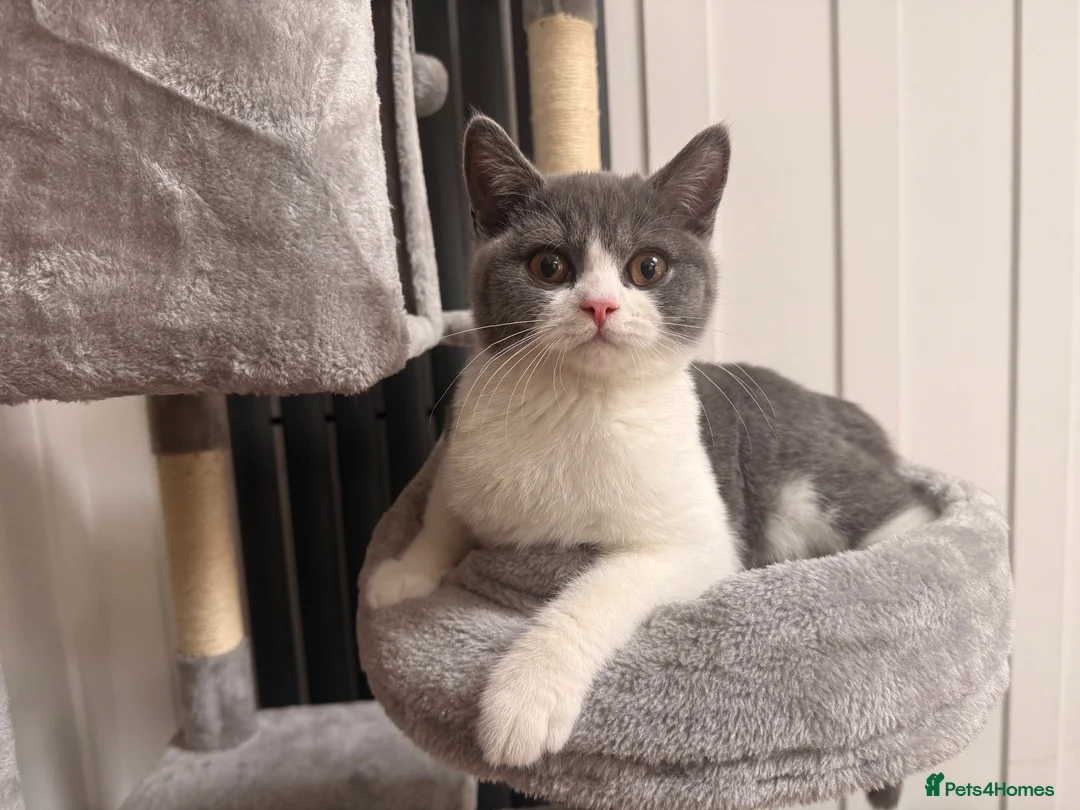 British Shorthair cats for sale: Beautiful Kovu Looking for His Forever Home - Advert 1