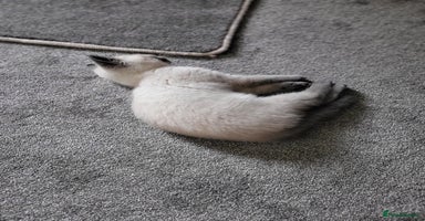 British Shorthair cats - Advert 14