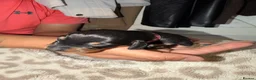 Dachshund dogs for sale: Dachshund Puppies – 2 Reserved, Family Raised - Advert 3