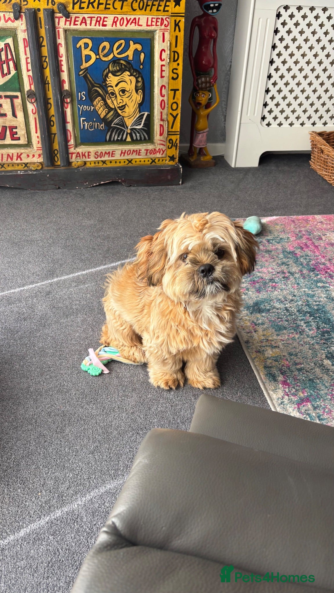 Mixed Breed dogs 7 month old Shorkie male - Advert 3