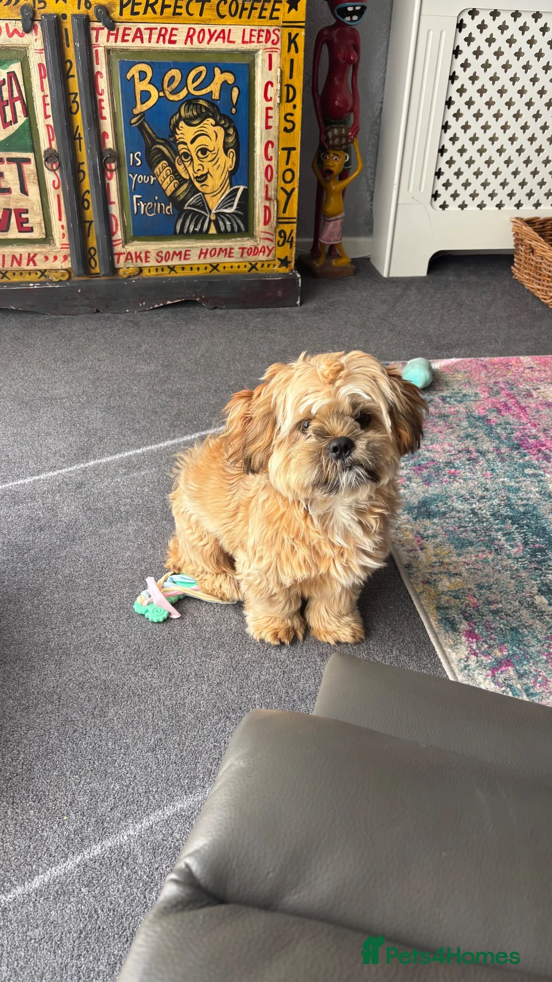 Mixed Breed dogs for sale: 7 month old Shorkie male - Advert 1