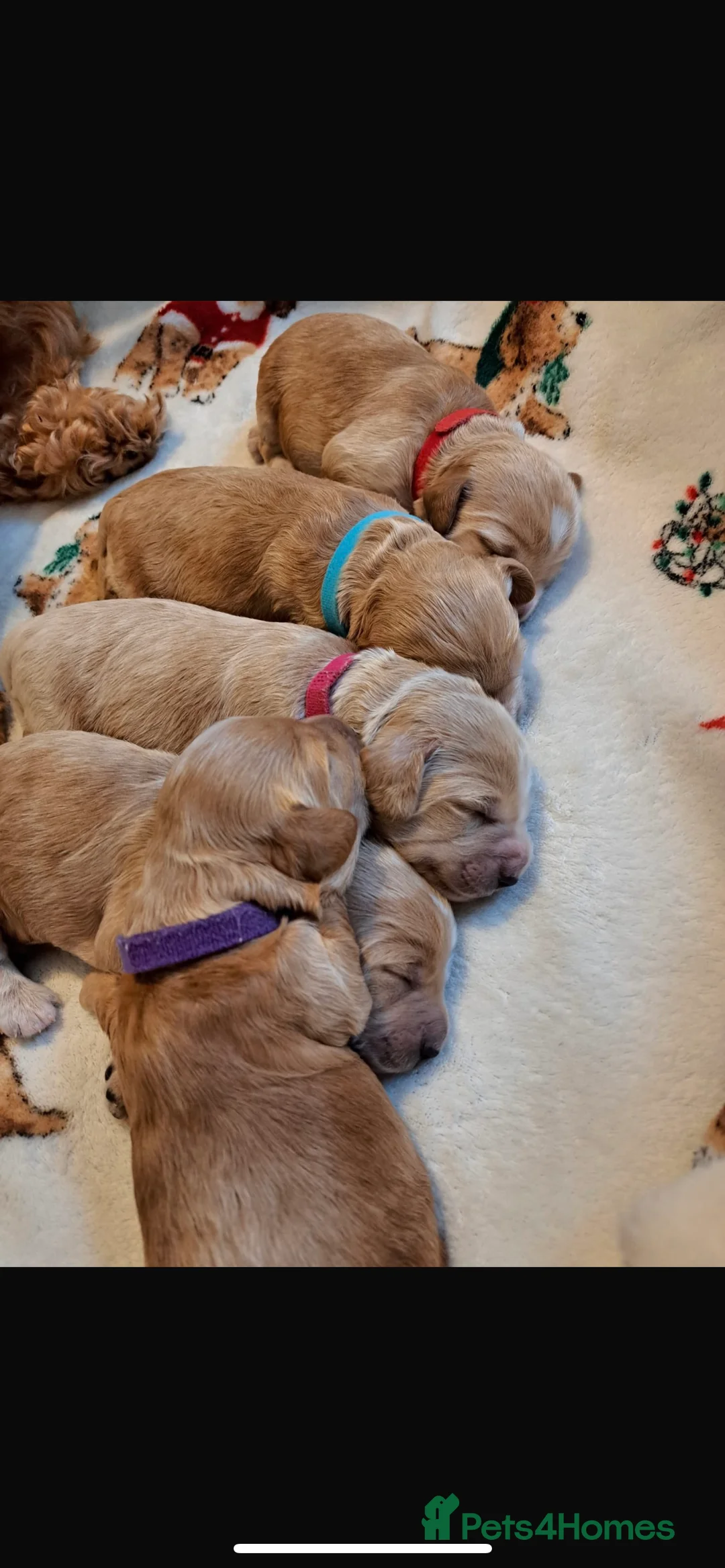 Cockapoo dogs for stud: Beautiful apricot cockapoo for stud in Hartlepool - Advert 22