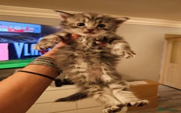 Maine Coon cats for sale: Mainecoon kittens - Image 5