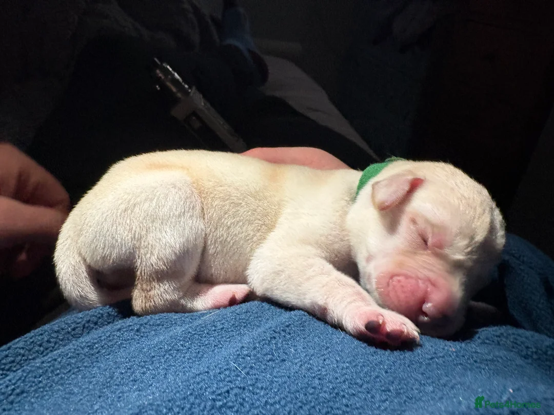 Labrador Retriever dogs for sale: Labrador Retriever Puppies 🐶  - Advert 17