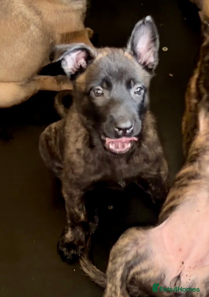 Belgian Shepherd Dog dogs Elite Malinois x Dutch Shepherd Puppies  - Advert 2