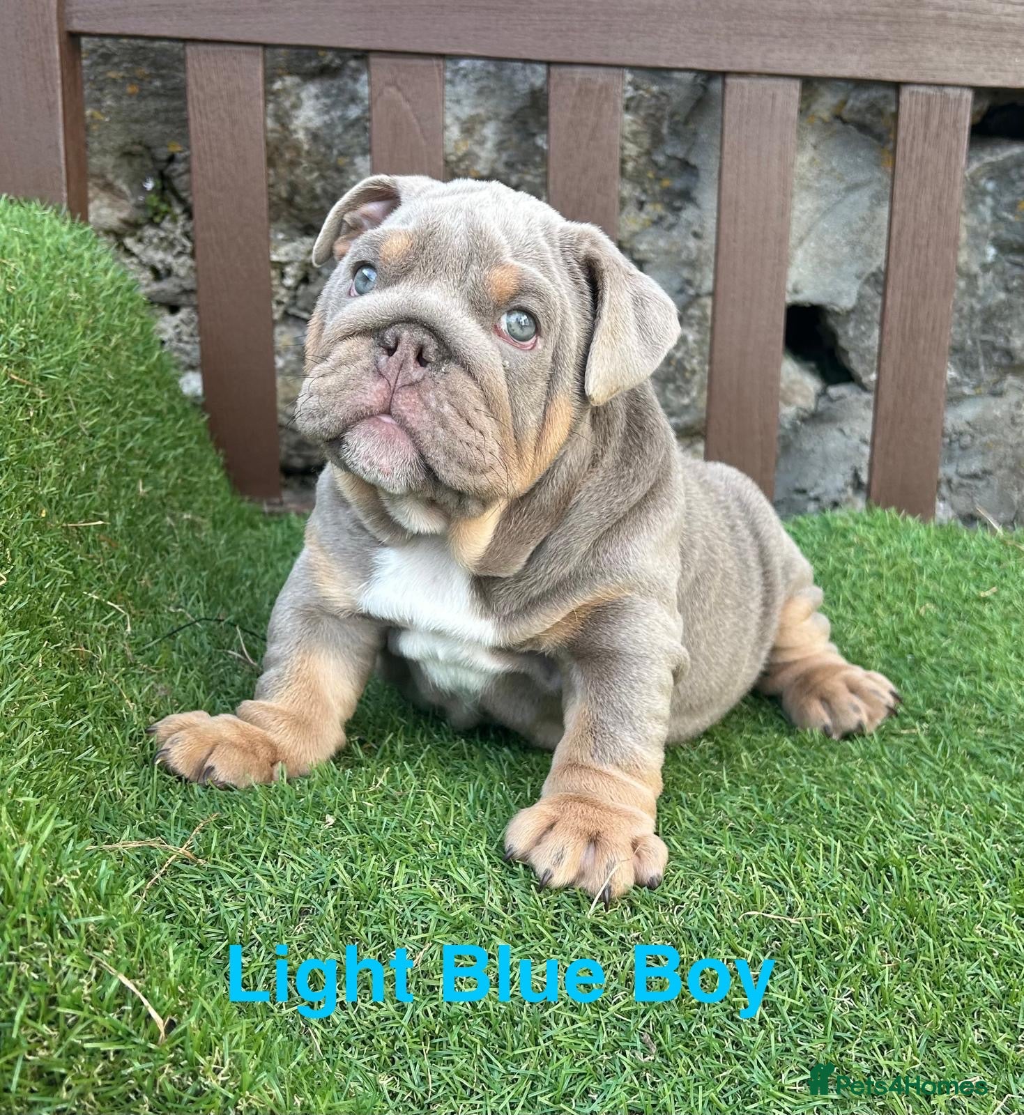 English Bulldog dogs KC Registered English bulldog puppies ❤️💙 - Advert 9