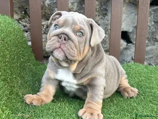 English Bulldog dogs KC Registered English bulldog puppies ❤️💙 - Advert 9