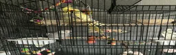 Cockatiels birds for sale: Male and female cockateils - Advert 1