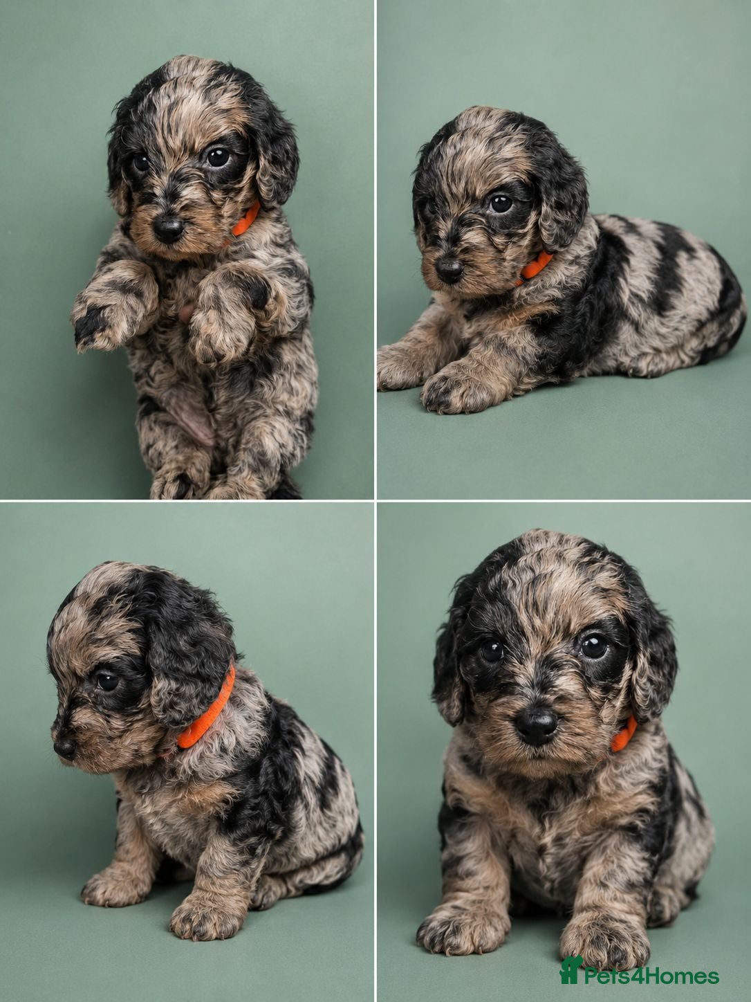 Cockapoo dogs Beautiful litter of cockapoo pups  - Advert 1