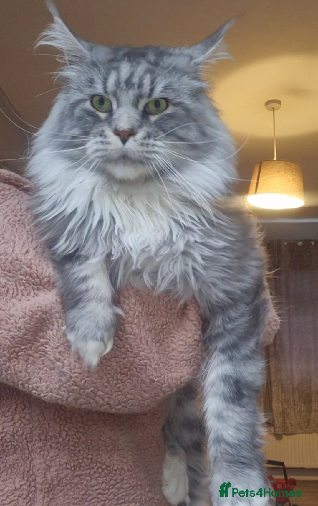 Maine Coon cats for sale: Active Maine Coon kitten - Image 4