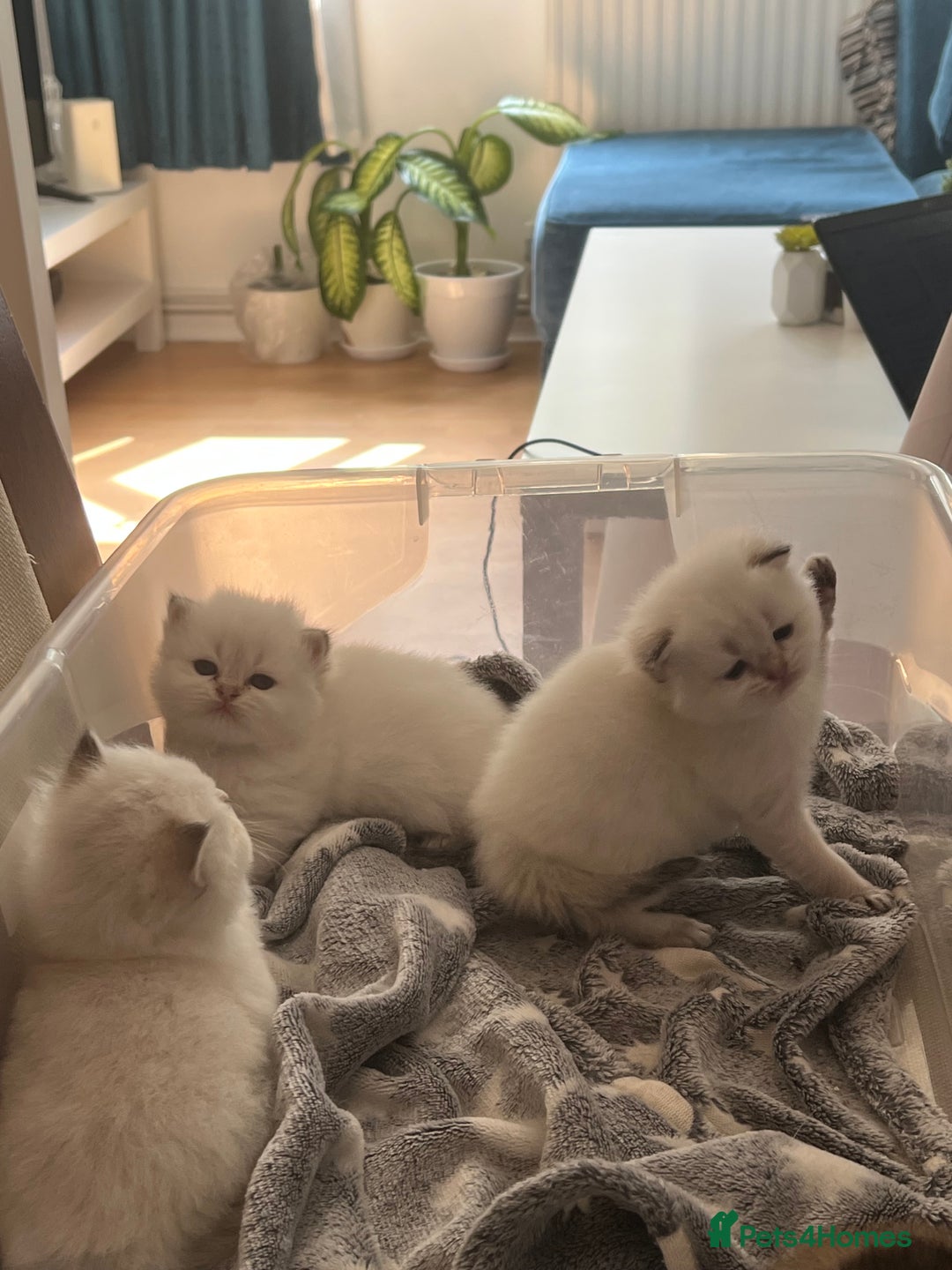 British Longhair cats for sale: Stunning British Longhair Kittens Ready to collect - Image 15