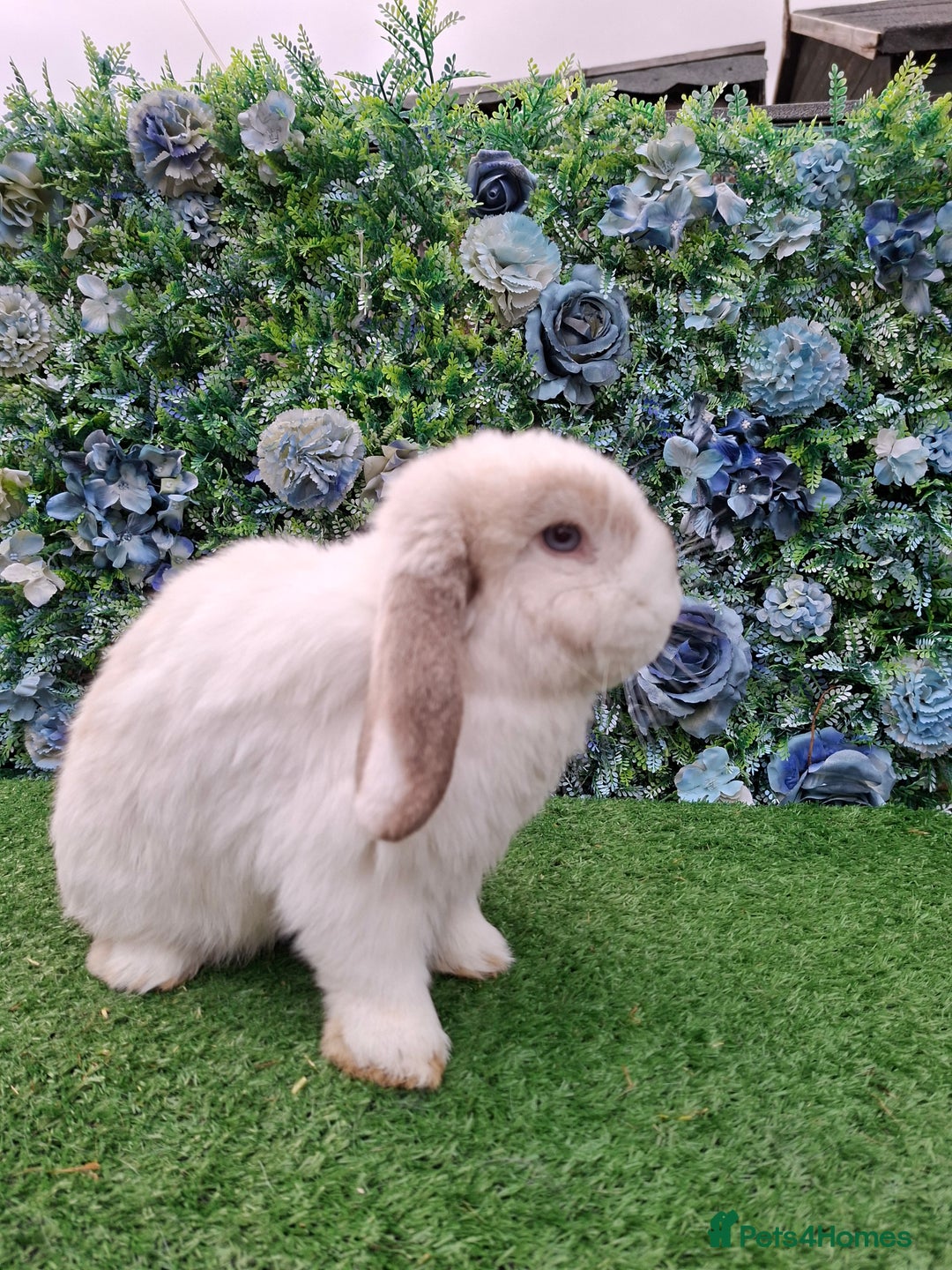 Mini Lop rabbits for sale: Lilac frost point mini lop buck  - Advert 5