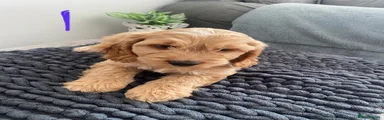 Cockapoo 1