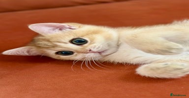 British Shorthair cats British Shorthair Golden kitten GCCF - Advert 7