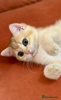 British Shorthair cats British Shorthair Golden kitten GCCF - Advert 7