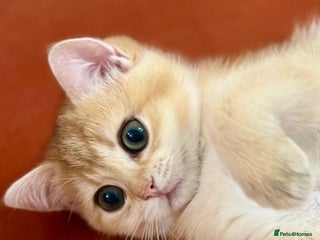British Shorthair cats British Shorthair Golden kitten GCCF - Advert 11