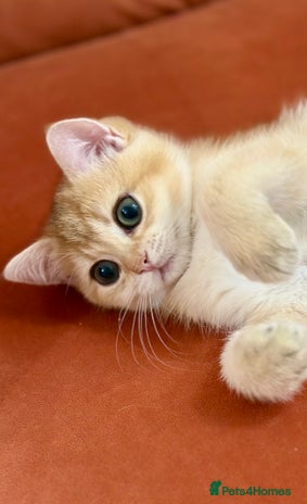 British Shorthair cats British Shorthair Golden kitten GCCF - Advert 1