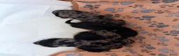 Mixed Breed dogs for sale: 5 beautiful daxipoos for sale  - Advert 6
