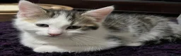 Mixed Breed cats for sale: 6 Lovely Kittens for sale  - Advert 17