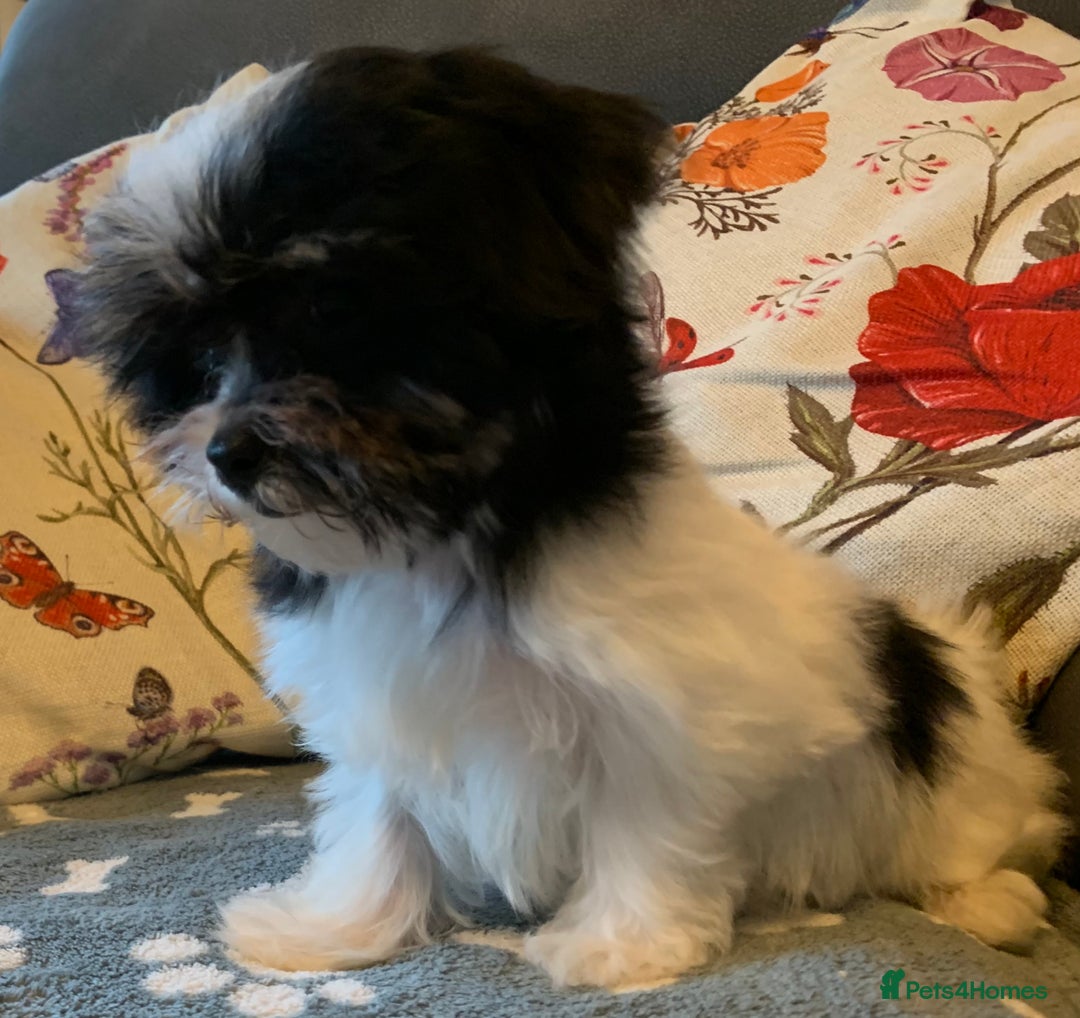 Maltese dogs for sale: Adorable little Maltese puppies  - Image 22