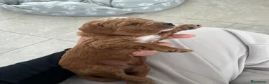 Puppy 4