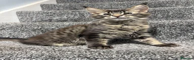 Maine Coon 1