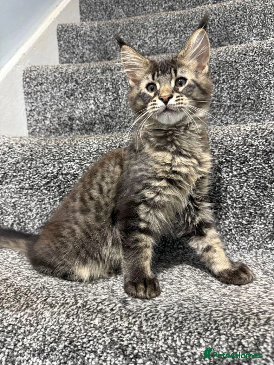 Maine Coon cats for sale: STUNNING MAINE COON KITTENS in Birmingham - Advert 2