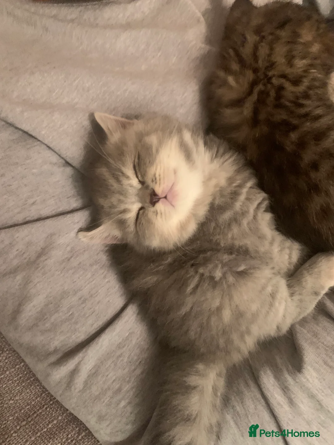 British Shorthair cats for sale: Pedigree tabby British shorthair lilac chocolate  - Advert 8