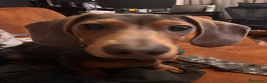Miniature Dachshund Nox 