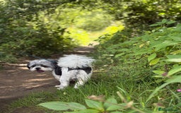 Shih Tzu dogs for sale: Teddy the shihtzu looking for good home  - Image 19