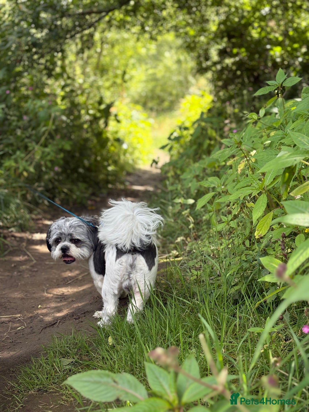 Shih Tzu dogs for sale: Teddy the shihtzu looking for good home  - Image 19