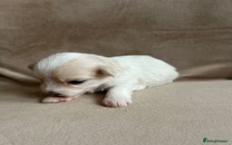 Coton De Tulear dogs for sale: Coton de Tulear puppies  - Image 11