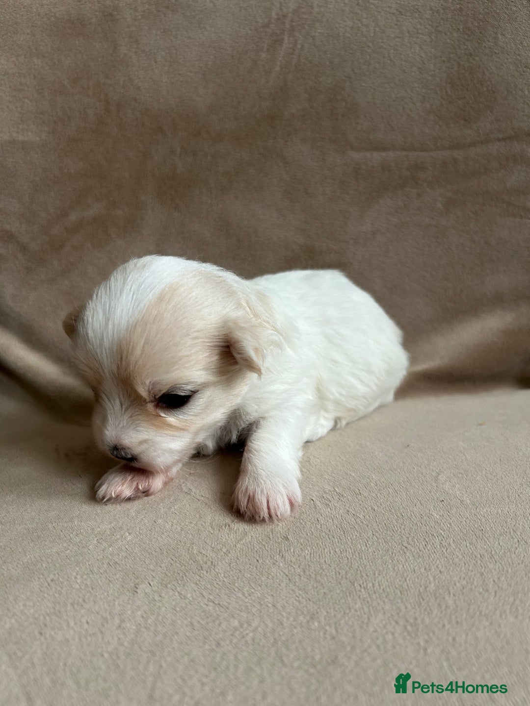 Coton De Tulear dogs for sale: Coton de Tulear puppies  - Image 11