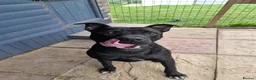 Staffordshire Bull Terrier dogs for adoption: Murphy - Advert 13