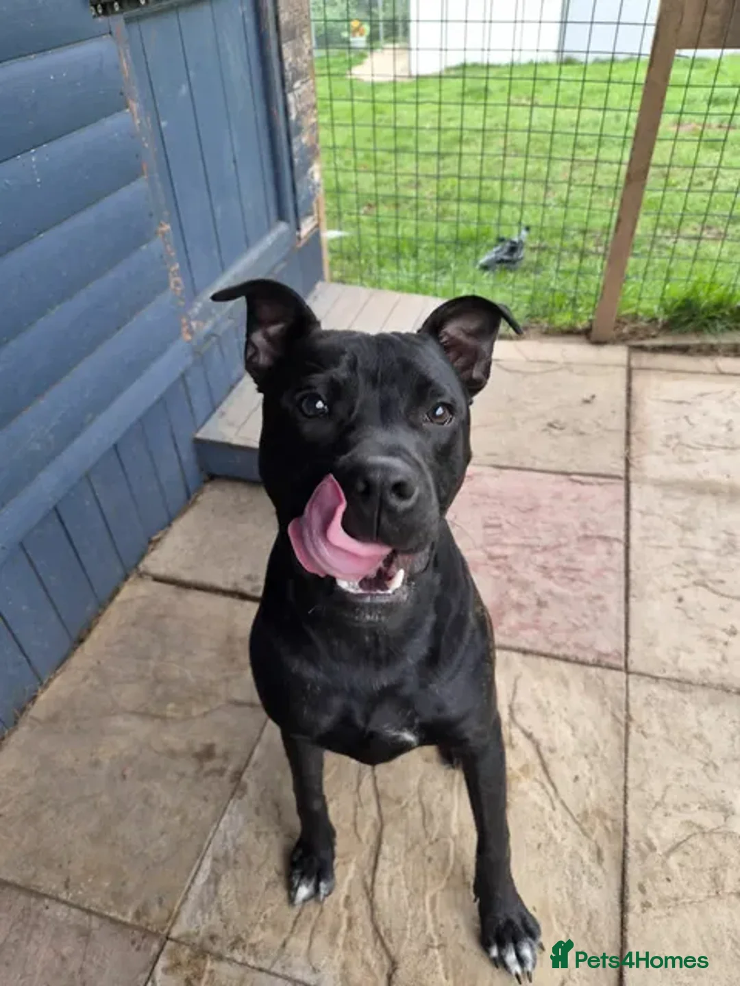 Staffordshire Bull Terrier dogs for adoption: Murphy - Advert 13