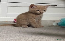 British Shorthair cats for sale: British shorthaired kittens - Image 3