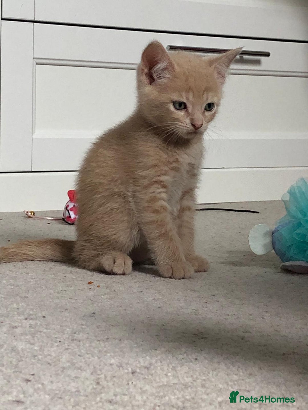 British Shorthair cats for sale: British shorthaired kittens - Image 3