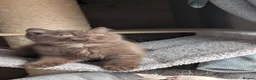 British Shorthair cats for sale: Chocolate Brown BSH male for sale  - Advert 5