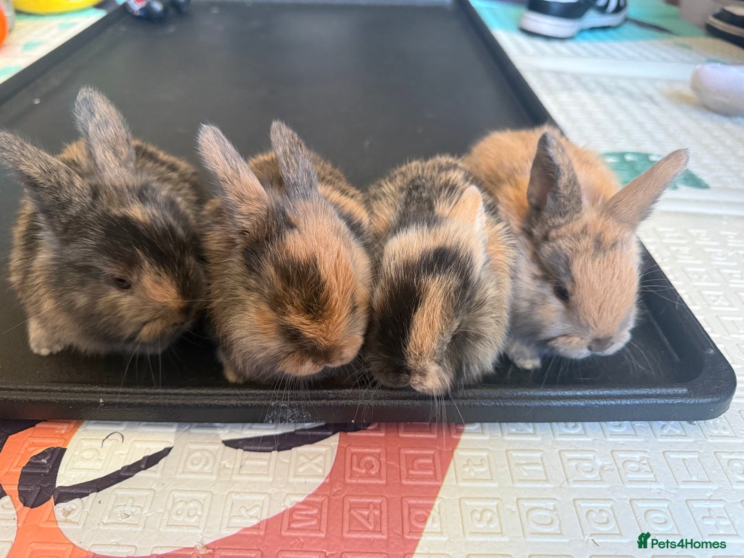 Mini Lop rabbits for sale: Mini Lop - Advert 1