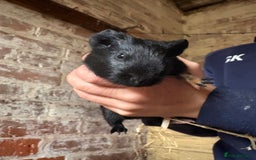 Guinea Pig rodents for sale: Baby Guinea pig very friendly  - Image 5