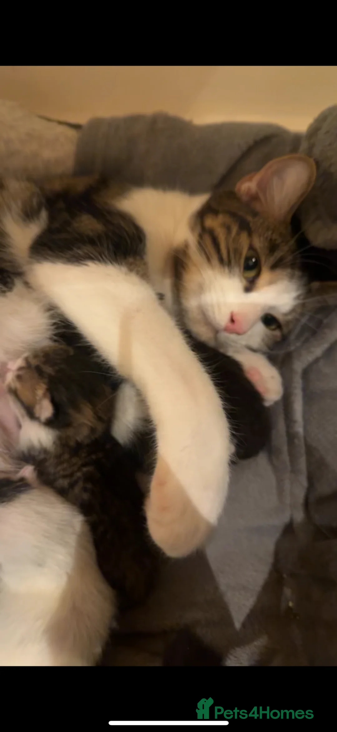 Mixed Breed cats for sale: Rescue Boy Kitten & Mummy Cat🐾🤎🤍 - Advert 9