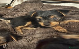 Yorkshire Terrier dogs for sale: Information  - Advert 10